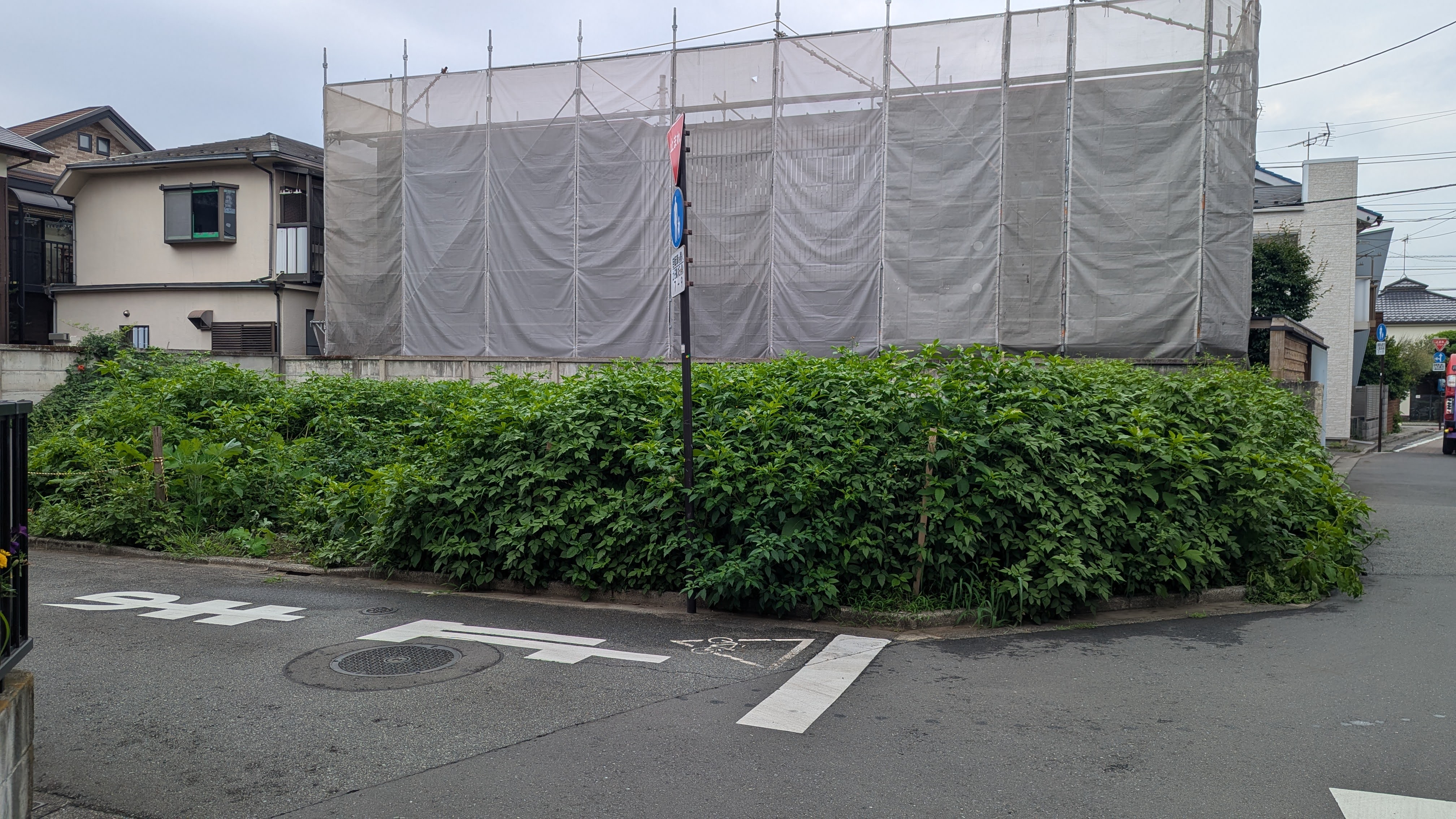 Another land with similarly overgrown weeds
